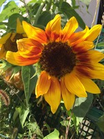 Sunflower 2 Sunflower 2
