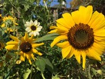 Sunflowers 2 Sunflowers 2